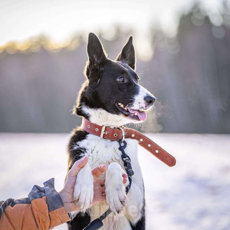 Собаки в Клине: Джоли — звёздная собачка Девочка, Бесплатно - фото 9