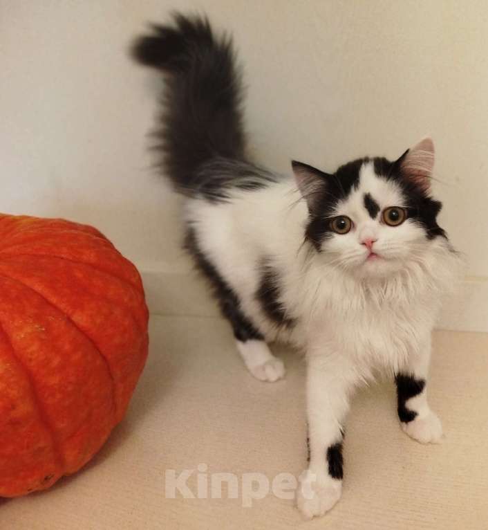 Кошки в Валдае: Котёнок шотландский, длинношестный Девочка, 30 000 руб. - фото 4