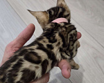 Кошки в Красногорске: Бенгалята Мальчик, 35 000 руб. - фото 6