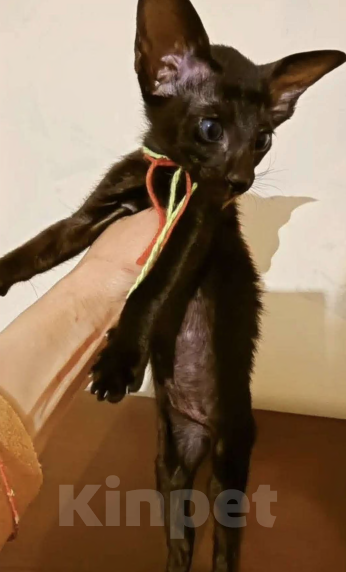 Кошки в других городах Воронежской области: Продажа ориентальных котят. Разнополые, 25 000 руб. - фото 1