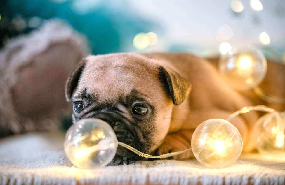 Собаки в Новосибирске: Предлагается к продаже щенок французского бульдога Мальчик, Бесплатно - фото 2