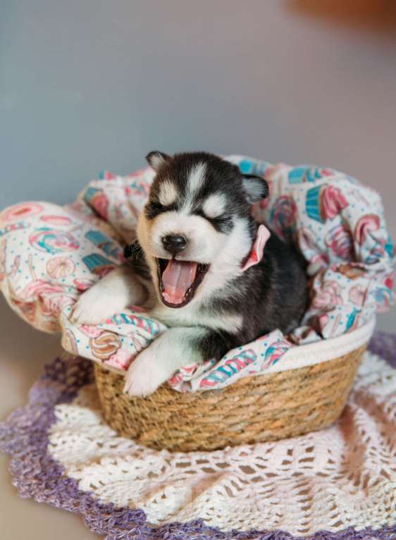 Собаки в Раменском: Хаски  Девочка, 50 000 руб. - фото 3