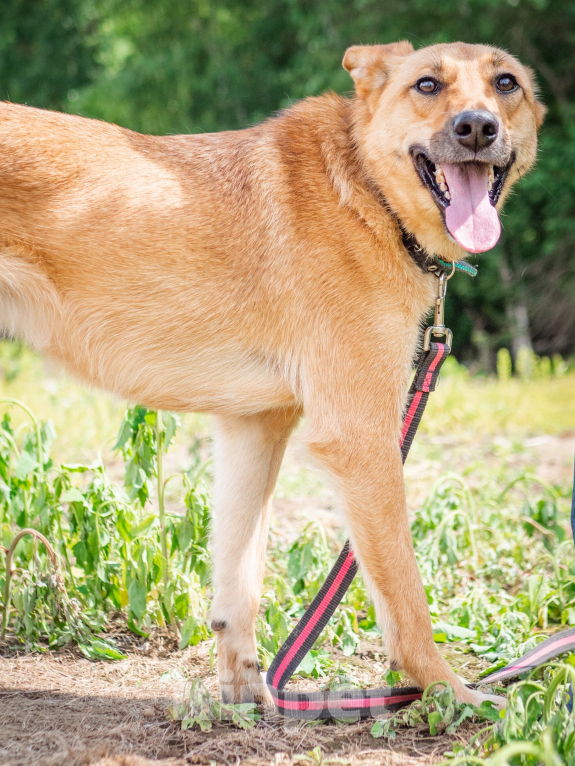 Собаки в Москве: Добрая и ласковая Асти Девочка, Бесплатно - фото 7