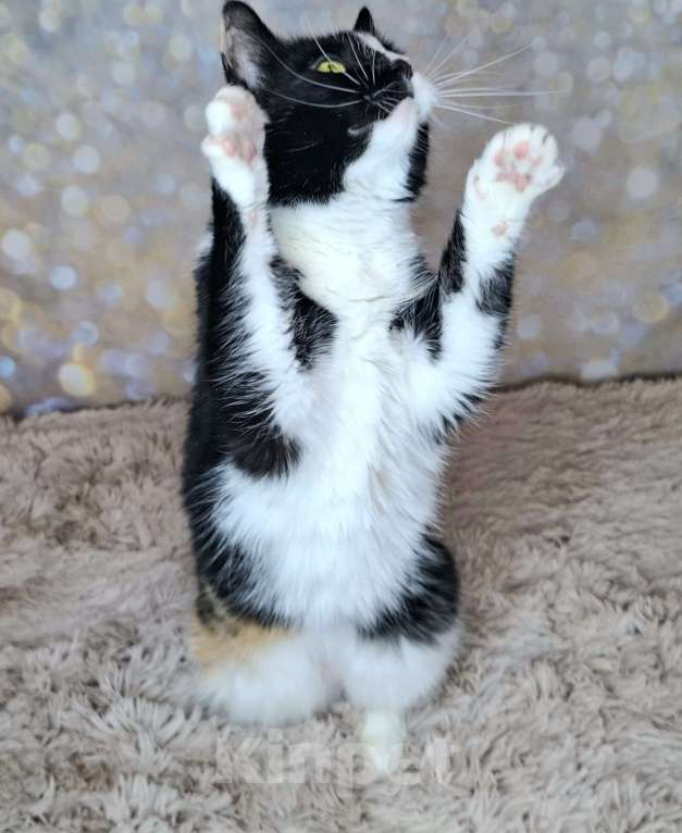 Кошки в Москве: Амалия будет на выставке-пристройстве в Москве Девочка, Бесплатно - фото 5