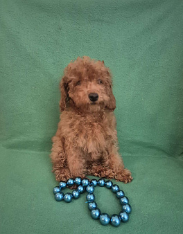 Девочка ред браун.3 мес.Международный ветпаспорт с ответками о вакцинации.