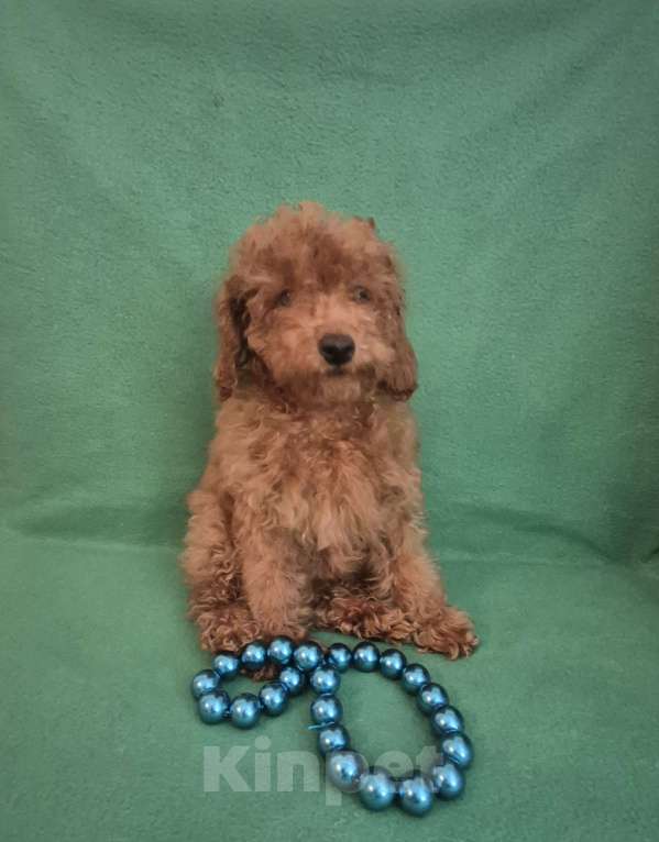 Собаки в Москве: Девочка ред браун.3 мес.Международный ветпаспорт с ответками о вакцинации. Девочка, 70 000 руб. - фото 1