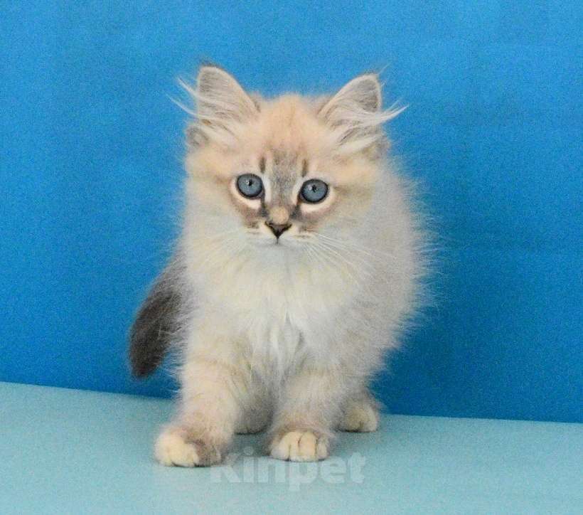 Кошки в Москве: Синеглазый красавчик Парамон Мальчик, Бесплатно - фото 6