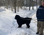 Собаки в Москве: Русский черный терьер в добрые руки Девочка, Бесплатно - фото 2