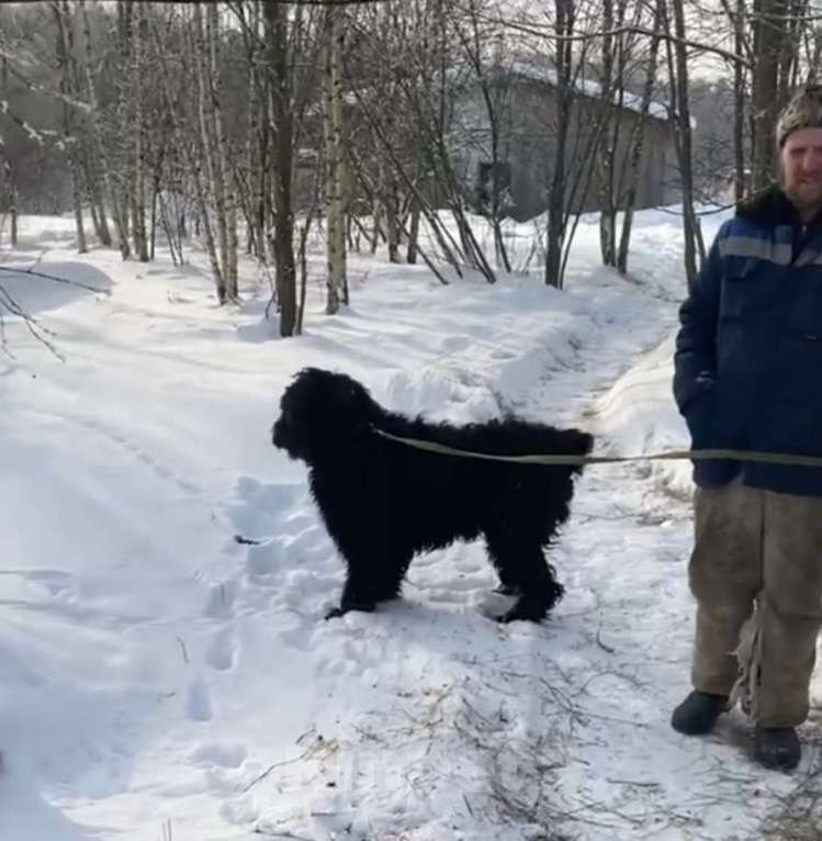 Собаки в Москве: Русский черный терьер в добрые руки Девочка, Бесплатно - фото 2