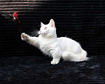 Кошки в Красноярске: белый котик манчкин длинношерстный Мальчик, Бесплатно - фото 2