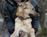 Собаки в Москве: Кузя Мальчик, Бесплатно - фото 3