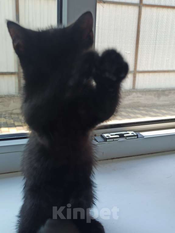 Кошки в Пятигорске: Котята в добрые руки Мальчик, Бесплатно - фото 4