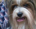 Собаки в Уфе: Бивер Кобель для вязки Мальчик, 10 000 руб. - фото 3
