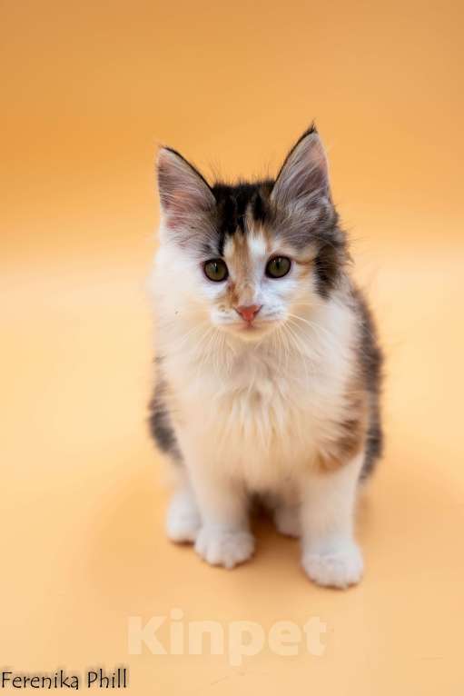 Кошки в Хабаровске: Котёнок Курильского Бобтейла Ференика Фил МАНАНА Девочка, 40 000 руб. - фото 3