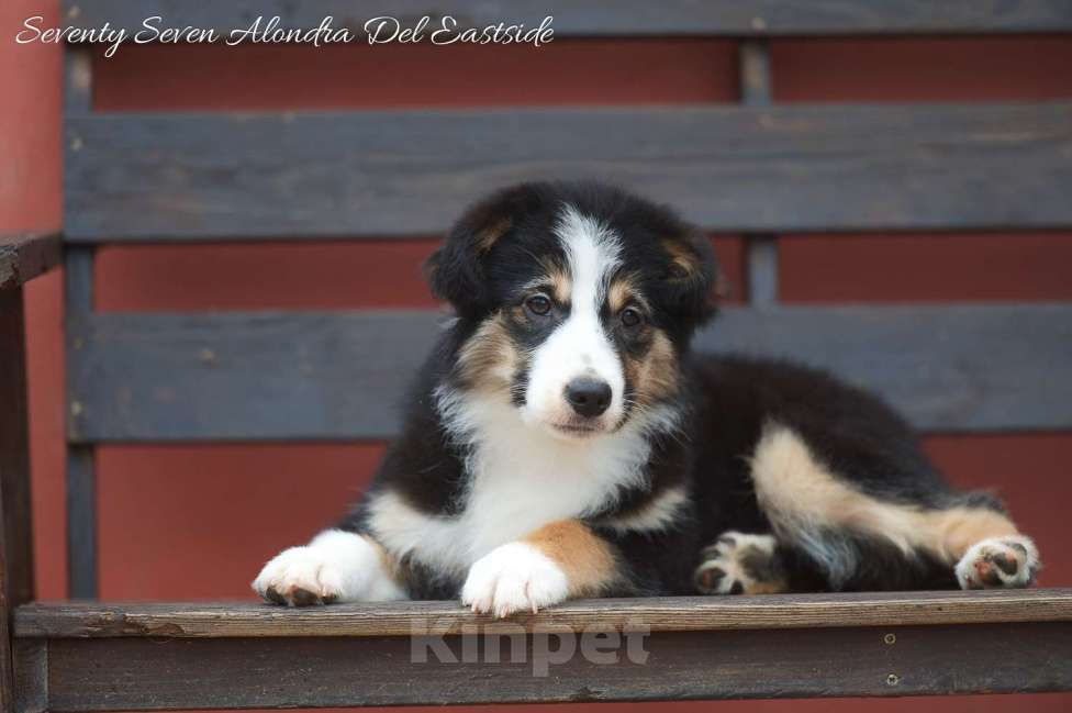 Собаки в Москве: Щенок миниатюрная американская овчарка (миниаусси) Девочка, 100 000 руб. - фото 1