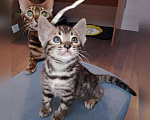 Кошки в Санкт-Петербурге: Бенгальская кошечка Девочка, 55 000 руб. - фото 1