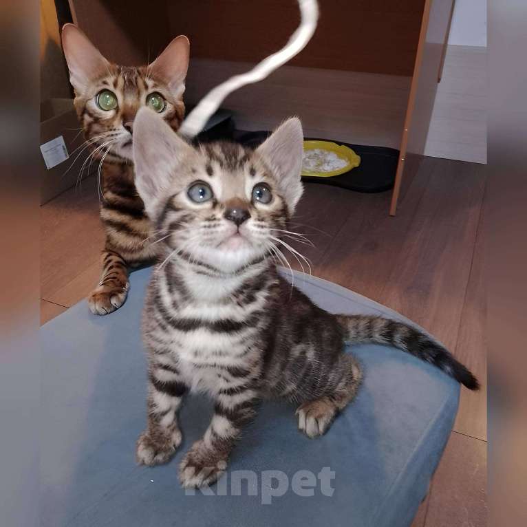 Кошки в Санкт-Петербурге: Бенгальская кошечка Девочка, 55 000 руб. - фото 1
