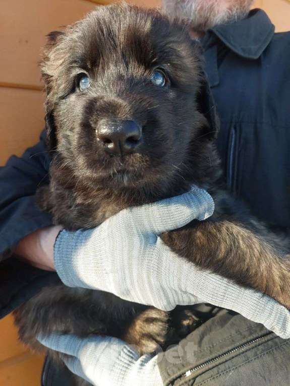 Собаки в других городах Ленинградской области: 🦁 ПОСЛЕДНИЙ ШАНС ЗАБРАТЬ ДОМОЙ МАЛЕНЬКОГО ЛЬВА! 9 КОРОЛЕВСКИХ ЩЕНКОВ ЛЕОНБЕРГЕРА ИЩУТ СВОИХ ЛЮДЕЙ. Разнополые, Бесплатно - фото 3