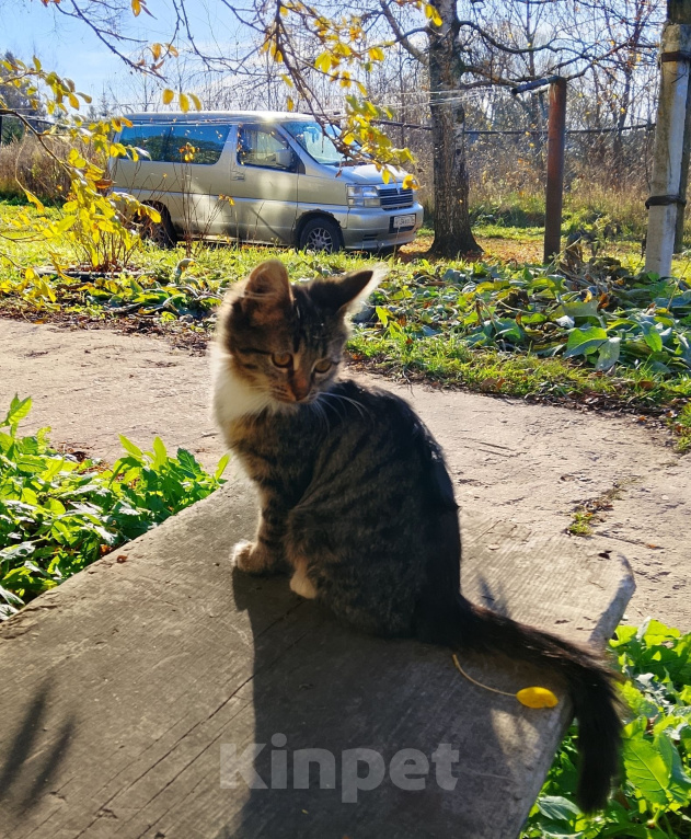 Кошки в Переславле-Залесском: Ищем дом для котят. Разнополые, Бесплатно - фото 2