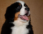 Собаки в других городах Московской области: Бернский зенненхунд Девочка, 120 000 руб. - фото 7