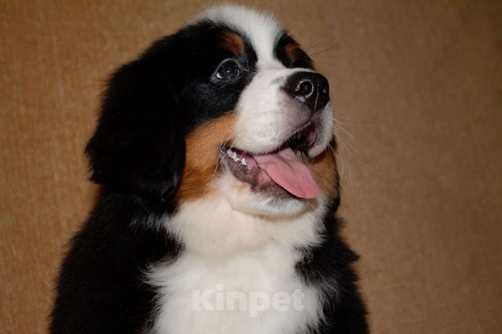 Собаки в других городах Московской области: Бернский зенненхунд Девочка, 120 000 руб. - фото 7