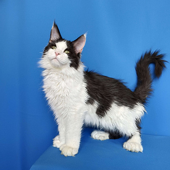 Котёнок Мейн-Кун полидакт 6/6/6/6 Мальчик