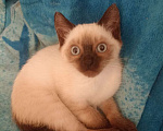 Кошки в Санкт-Петербурге: Продам тайских котят Санкт-Петербург Мальчик, Бесплатно - фото 3