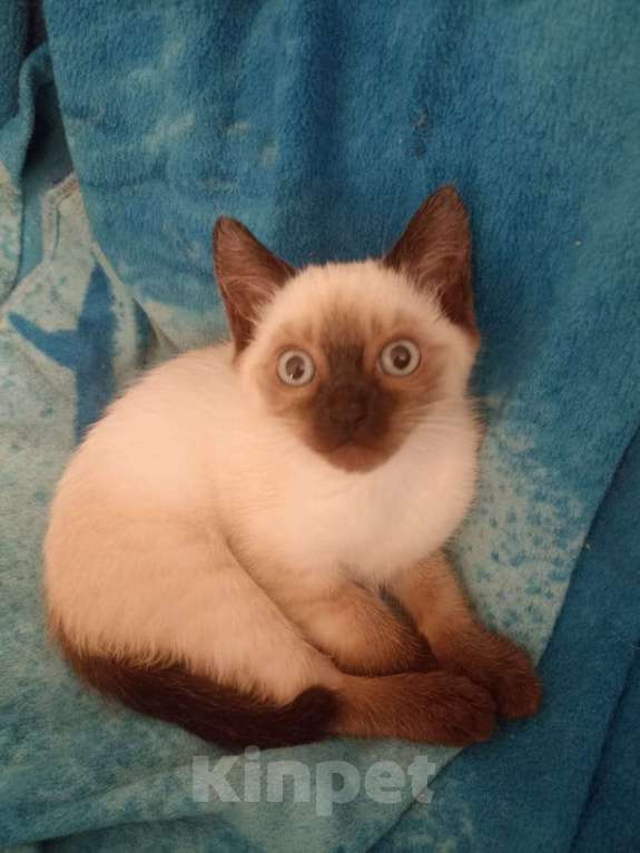 Кошки в Санкт-Петербурге: Продам тайских котят Санкт-Петербург Мальчик, Бесплатно - фото 3
