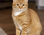 Кошки в Москве: Котенок девочка Девочка, Бесплатно - фото 3