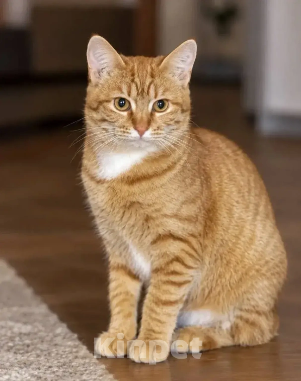 Кошки в Москве: Котенок девочка Девочка, Бесплатно - фото 3