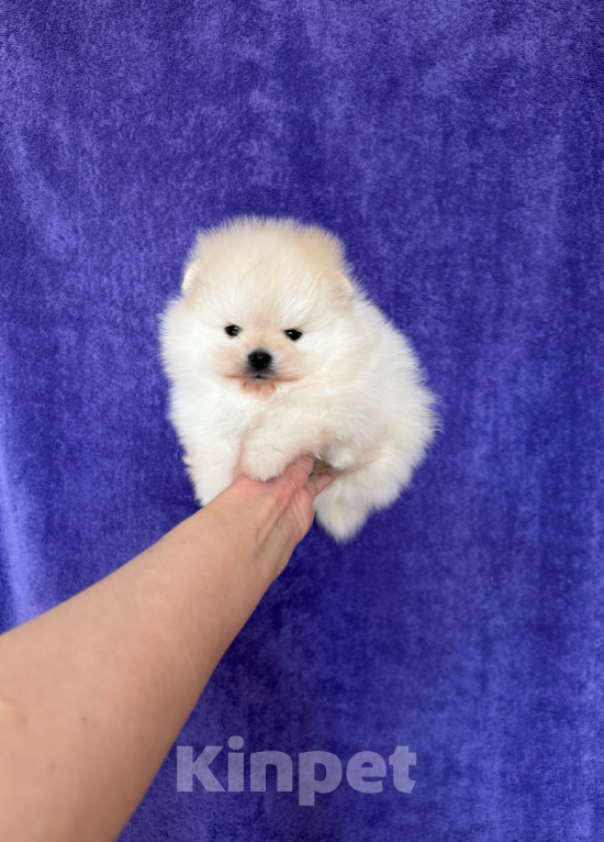 Собаки в Москве: Мини мишка Мальчик, 30 000 руб. - фото 1