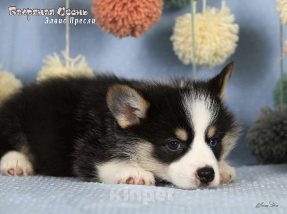 Собаки в Москве: Чакибусенок #1 с самым очаровательным «браком» - гетерохромное чудо, для всеобщего обожания Мальчик, Бесплатно - фото 3