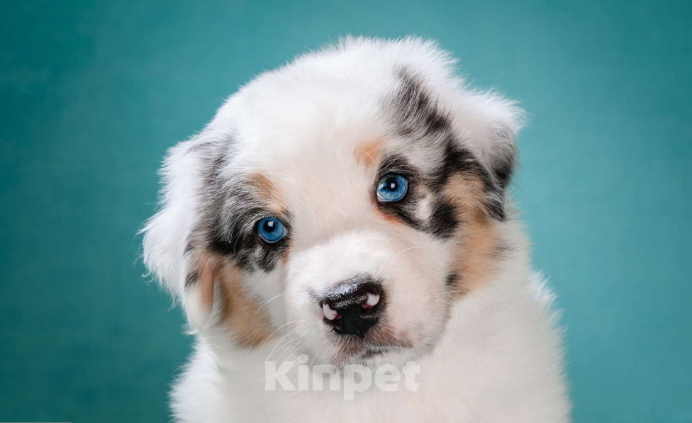 Собаки в других городах Московской области: Австралийская овчарка, аусси Мальчик, 150 000 руб. - фото 2