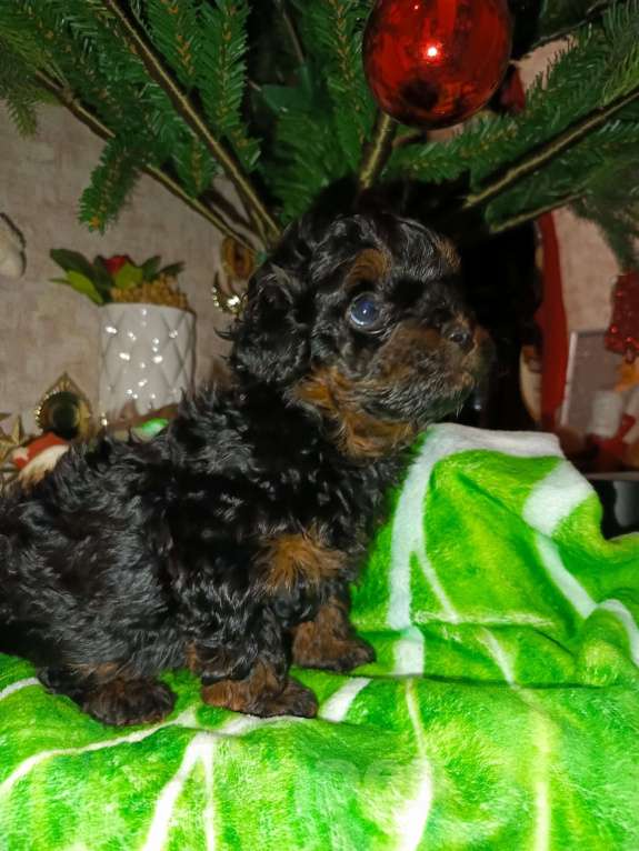 Собаки в Мытищах: Мальчик красавец Мальчик, 65 000 руб. - фото 2