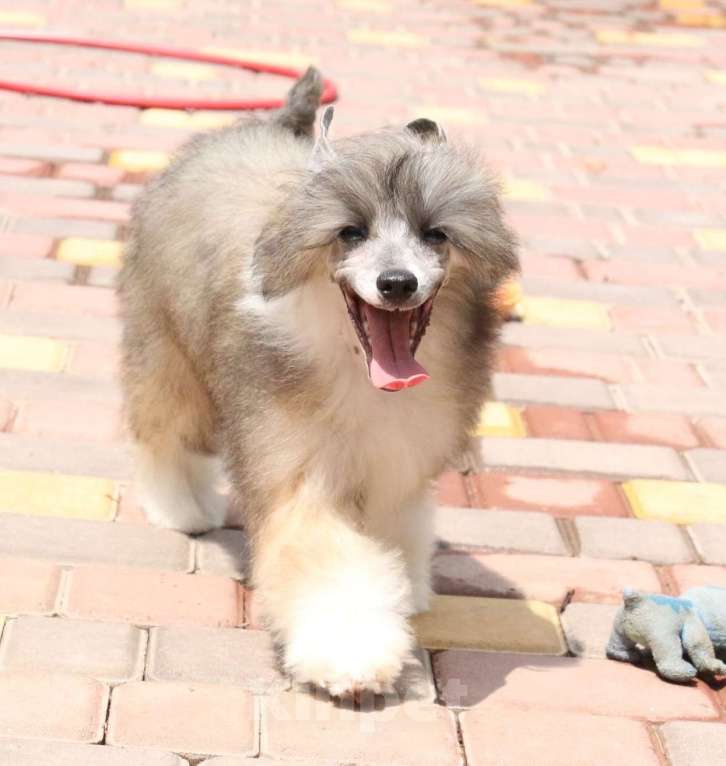 Собаки в Феодосии: Пуховый мальчик китайской хохлатой  Мальчик, Бесплатно - фото 5