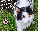 Кошки в других городах Московской области: Глухой кот Глухарик ищет человека Мальчик, Бесплатно - фото 1