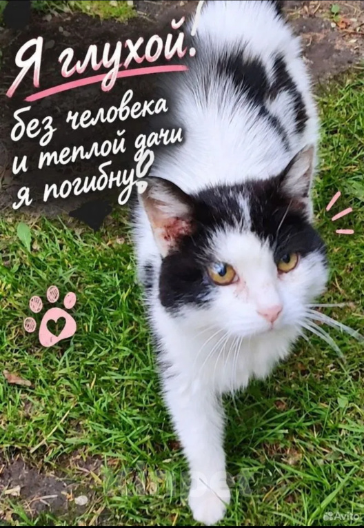 Кошки в других городах Московской области: Глухой кот Глухарик ищет человека Мальчик, Бесплатно - фото 1