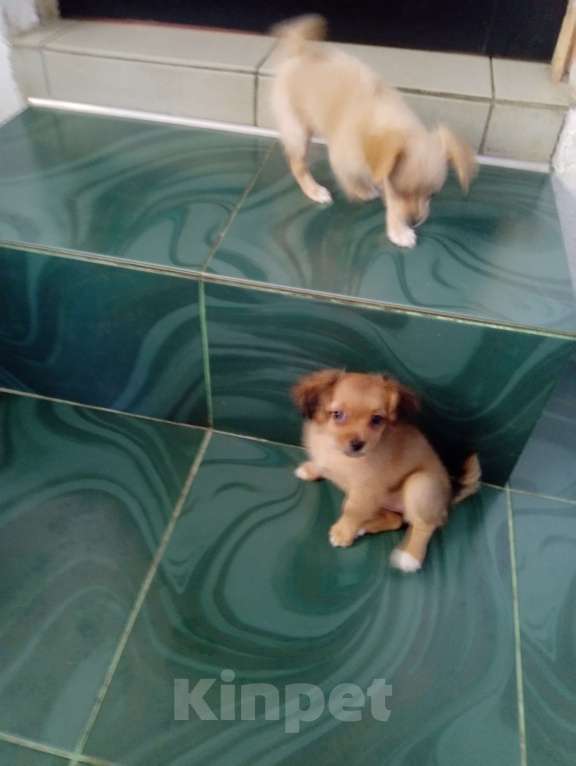 Собаки в Ялте: Чихуахуа щенки  Девочка, 15 000 руб. - фото 3