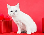 Кошки в Миассе: Котик в брид Мальчик, 50 000 руб. - фото 3