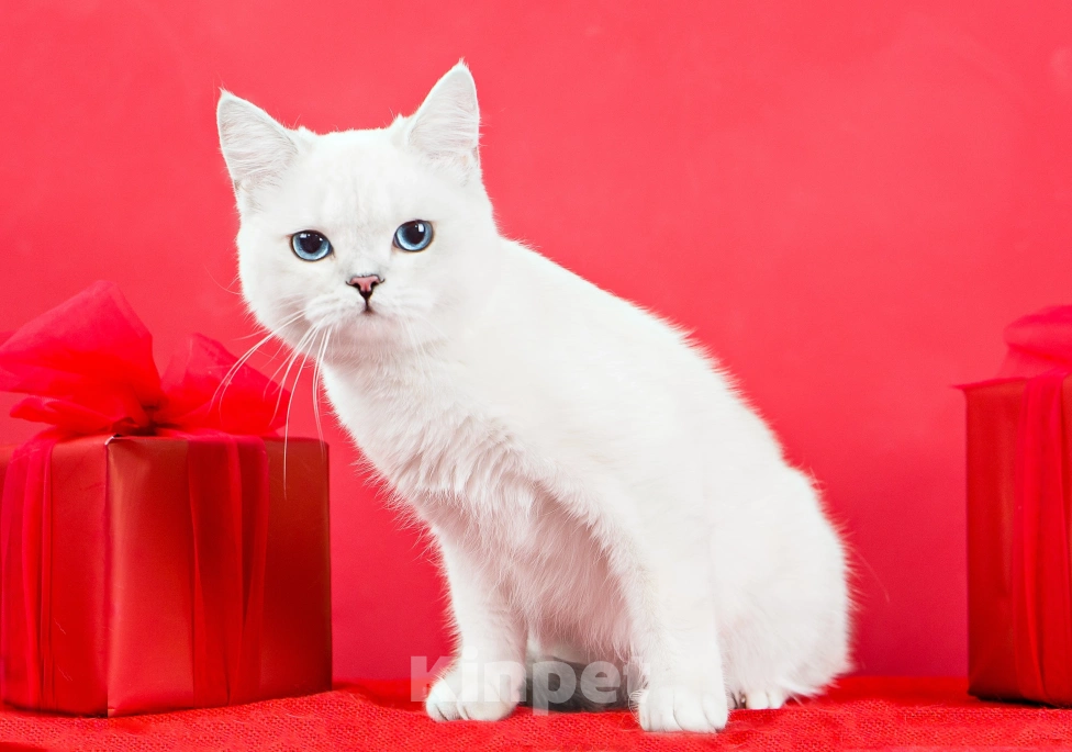 Кошки в Миассе: Котик в брид Мальчик, 50 000 руб. - фото 3