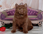 Кошки в Санкт-Петербурге: Британский котик эксклюзивного окраса циннамон Мальчик, 45 000 руб. - фото 3