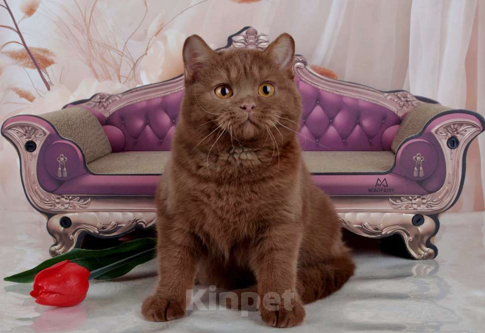 Кошки в Санкт-Петербурге: Британский котик эксклюзивного окраса циннамон Мальчик, 45 000 руб. - фото 3