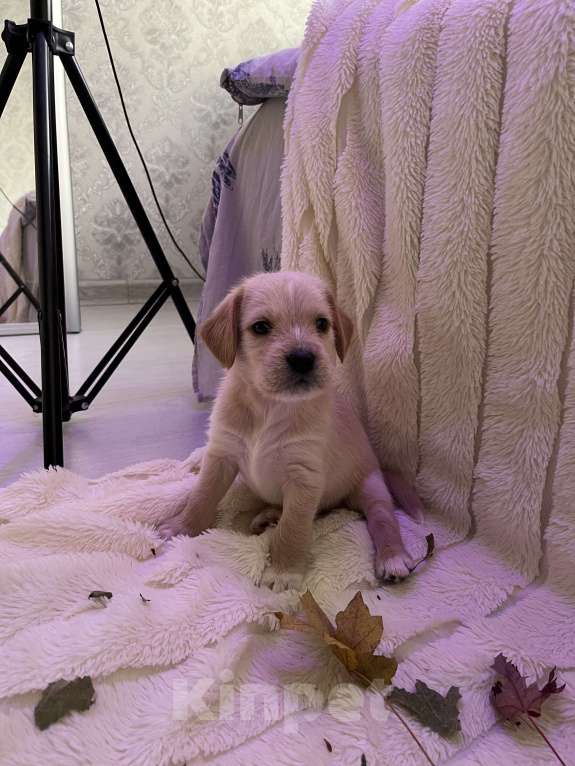 Собаки в Краснодаре: Малыш эстонской и ретривера  Мальчик, 3 000 руб. - фото 9