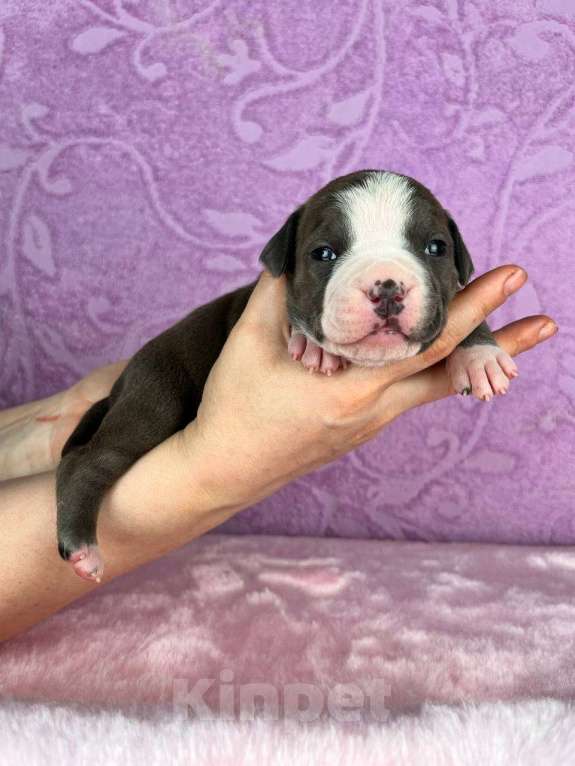 Собаки в Москве: Красивейшая девочка амстаффа Девочка, 120 000 руб. - фото 5