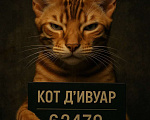 Кошки в Екатеринбурге: Котенок Саванна F5 Мальчик, 30 000 руб. - фото 4