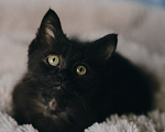 Кошки в Клине: Крошик — трогательный и нежный котёнок Мальчик, Бесплатно - фото 6