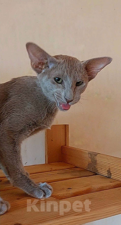 Кошки в Москве: Ориентальная красивая кошечка Девочка, 50 000 руб. - фото 7