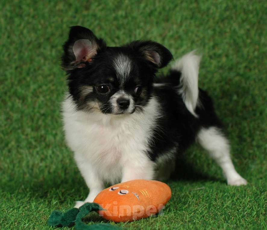 Собаки в Москве: Веселый малыш чихуа Мальчик, 20 000 руб. - фото 4