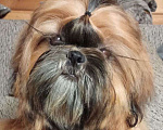 Собаки в Сергиеве Посаде: Щенок Ши-тцу из питомника. Девочка. Золотая продается Девочка, 65 000 руб. - фото 1