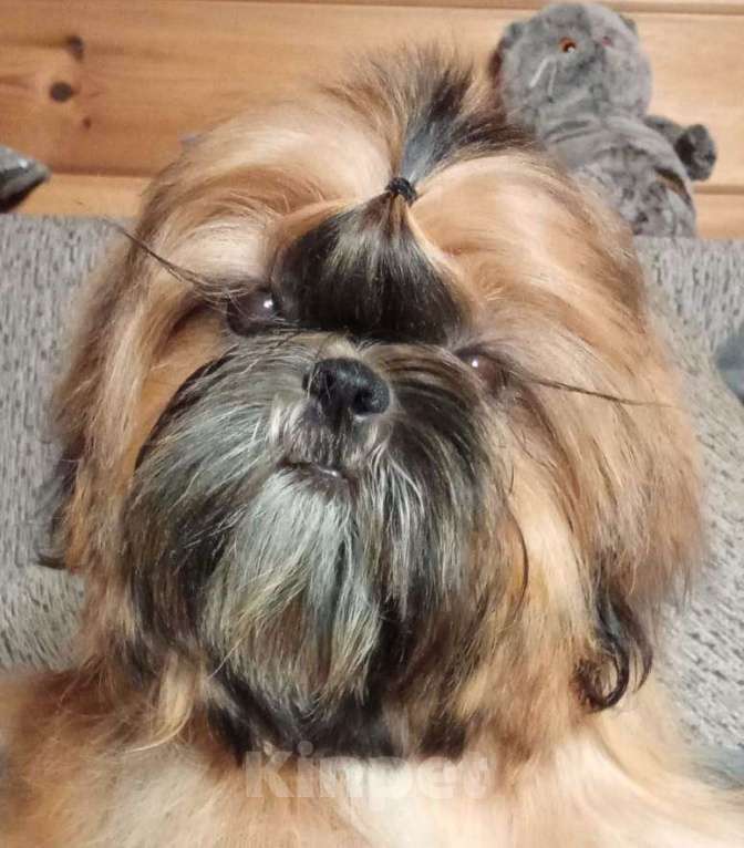 Собаки в Сергиеве Посаде: Щенок Ши-тцу из питомника. Девочка. Золотая продается Девочка, 65 000 руб. - фото 1